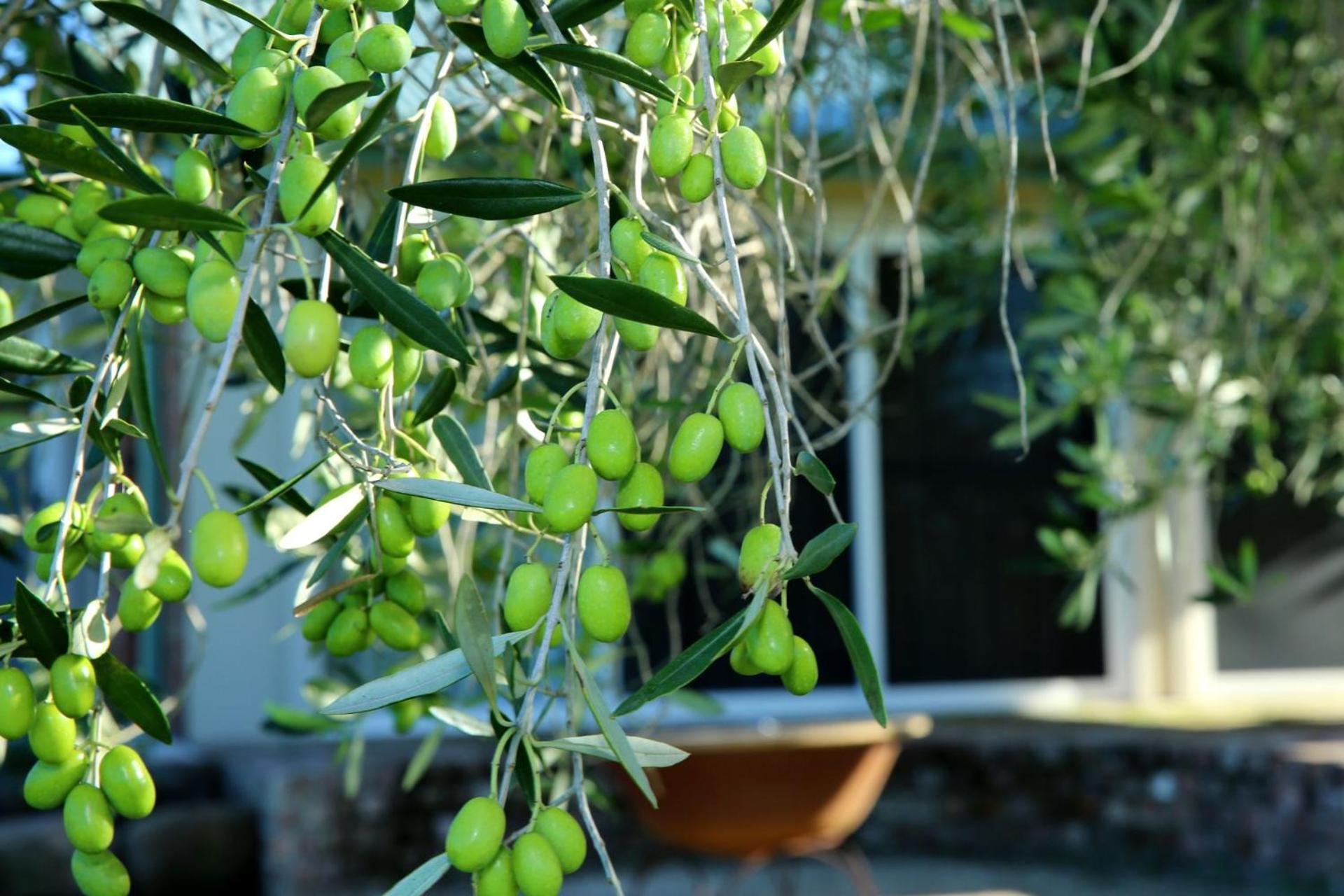 Tatil Evi Harley Hill Farm - A Rare Country Escape Berry