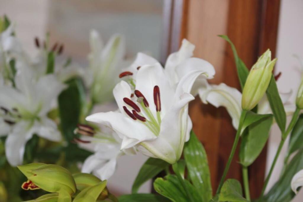 Tatil Evi Luxberry House - In The Heart Of Berry